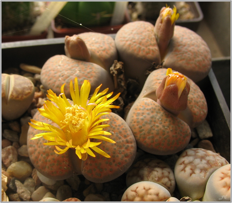 lithops-2.JPG