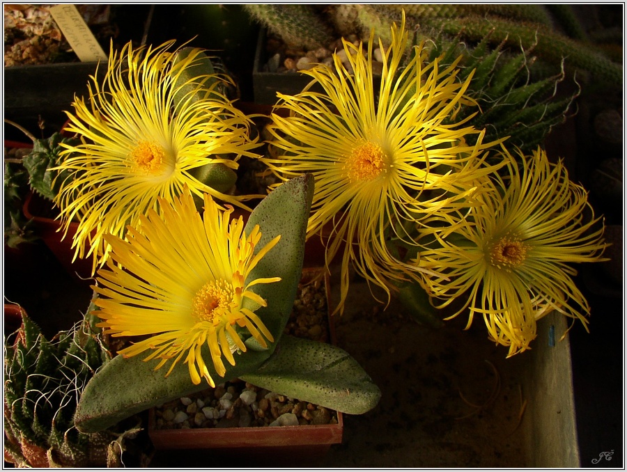 pleiospilos-sp.jpg